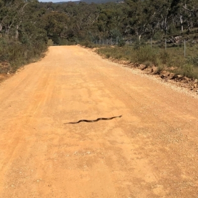 Notechis scutatus (Tiger Snake) at Bungendore, NSW - 13 Apr 2024 by yellowboxwoodland