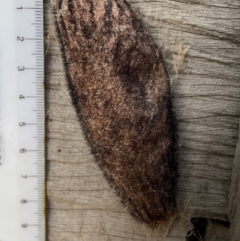 Chelepteryx collesi at Giralang, ACT - 12 Apr 2024