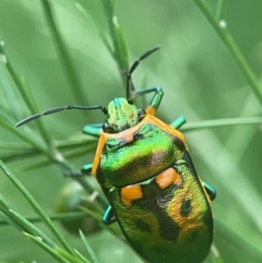 Scutiphora pedicellata (Metallic Jewel Bug) at Evatt, ACT - 24 Mar 2024 by LeahColebrook