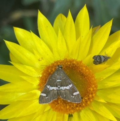 Spoladea recurvalis (Beet Webworm) at Pialligo, ACT - 27 Mar 2024 by LeahC