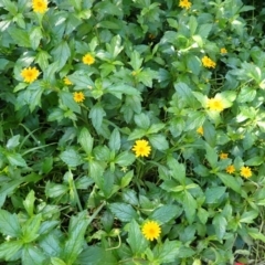 Sphagneticola trilobata (Singapore Daisy) at Clifton, NSW - 11 Apr 2024 by plants