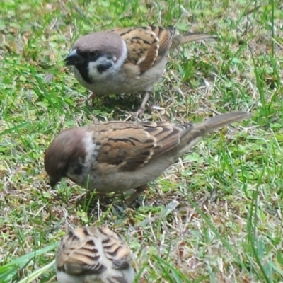 Passer montanus (Eurasian Tree Sparrow) at Waggarandall, VIC - 22 Apr 2011 by Petesteamer