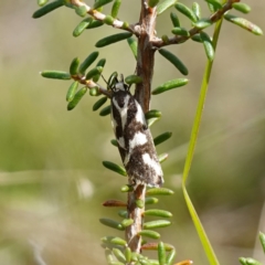 Epithymema incomposita (Chezela group) at Marulan, NSW - 8 Apr 2024 by RobG1