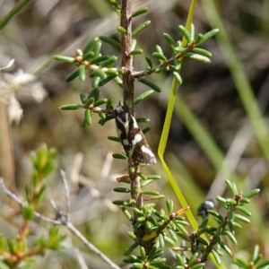 Epithymema incomposita at Marulan, NSW - 8 Apr 2024