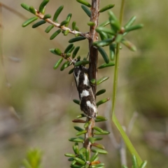 Epithymema incomposita at Marulan, NSW - suppressed