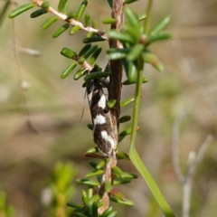 Epithymema incomposita at Marulan, NSW - 8 Apr 2024