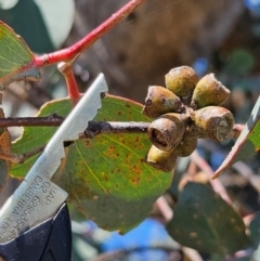 Eucalyptus nortonii (Mealy Bundy) at QPRC LGA - 13 Apr 2024 by BrianSummers