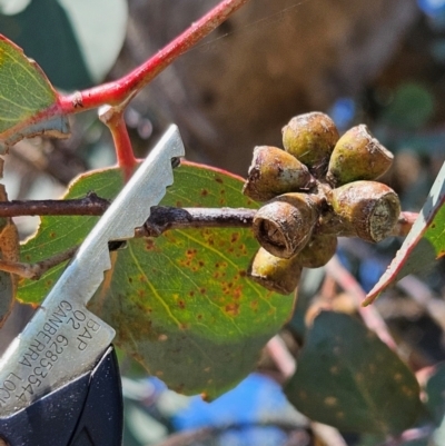 Eucalyptus nortonii (Mealy Bundy) at QPRC LGA - 13 Apr 2024 by BrianSummers