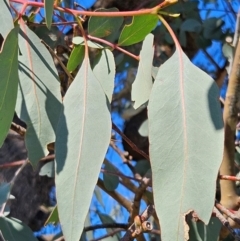 Eucalyptus goniocalyx subsp. goniocalyx at Googong Foreshore - 13 Apr 2024