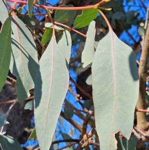 Eucalyptus nortonii at Googong Foreshore - 13 Apr 2024