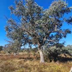 Eucalyptus nortonii at Googong Foreshore - 13 Apr 2024
