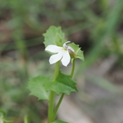 Lobelia purpurascens (White Root) at Narrawallee Creek Nature Reserve - 1 Mar 2024 by RAllen