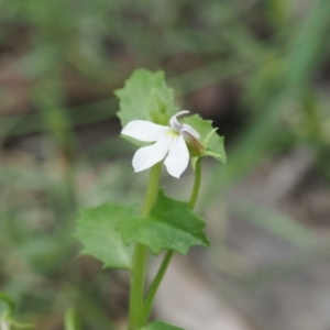 Lobelia purpurascens at Narrawallee Creek Nature Reserve - 1 Mar 2024