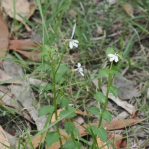 Lobelia purpurascens at Narrawallee Creek Nature Reserve - 1 Mar 2024
