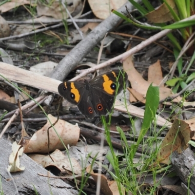 Tisiphone abeona (Varied Sword-grass Brown) at Lake Conjola, NSW - 1 Mar 2024 by RAllen