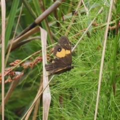 Tisiphone abeona at Narrawallee Creek Nature Reserve - 1 Mar 2024