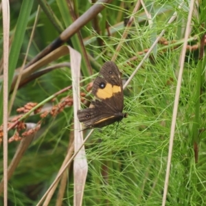 Tisiphone abeona at Narrawallee Creek Nature Reserve - 1 Mar 2024