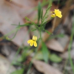 Goodenia bellidifolia subsp. bellidifolia (Daisy Goodenia) at Lake Conjola, NSW - 1 Mar 2024 by RAllen