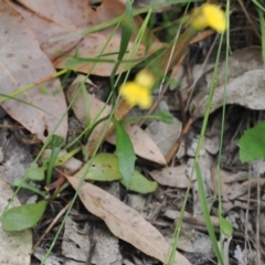 Goodenia bellidifolia subsp. bellidifolia at Narrawallee Creek Nature Reserve - 1 Mar 2024