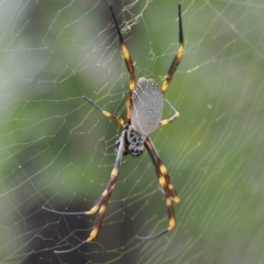 Trichonephila edulis (Golden orb weaver) at Narrawallee Creek Nature Reserve - 1 Mar 2024 by RAllen