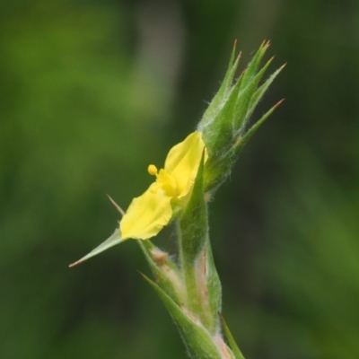 Philydrum lanuginosum (Frogsmouth) at Narrawallee Creek Nature Reserve - 1 Mar 2024 by RAllen