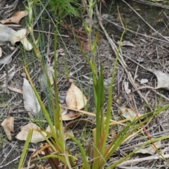 Philydrum lanuginosum at Narrawallee Creek Nature Reserve - 1 Mar 2024 12:39 PM