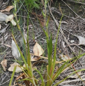Philydrum lanuginosum at Narrawallee Creek Nature Reserve - 1 Mar 2024