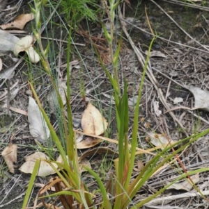 Philydrum lanuginosum at Narrawallee Creek Nature Reserve - 1 Mar 2024 12:39 PM