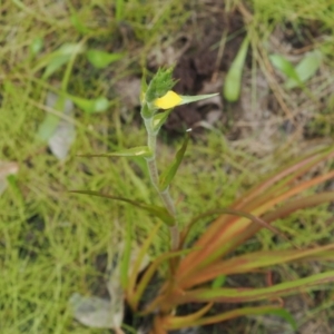Philydrum lanuginosum at Narrawallee Creek Nature Reserve - 1 Mar 2024
