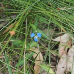 Commelina cyanea (Scurvy Weed) at Lake Conjola, NSW - 1 Mar 2024 by RAllen