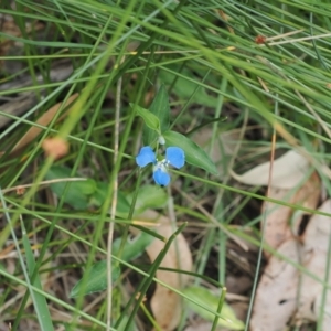 Commelina cyanea at Narrawallee Creek Nature Reserve - 1 Mar 2024 01:06 PM