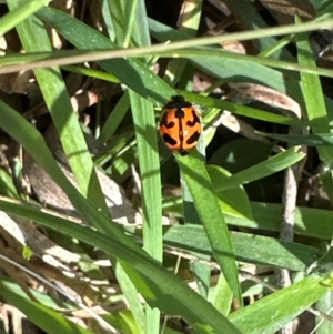 Coccinella transversalis at Kangaroo Valley, NSW - suppressed