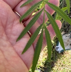 Tagetes minuta (Stinking Roger) at Kangaroo Valley, NSW - 13 Apr 2024 by lbradley