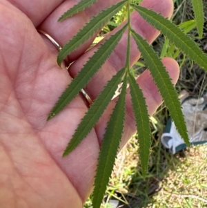 Tagetes minuta at Kangaroo Valley, NSW - suppressed