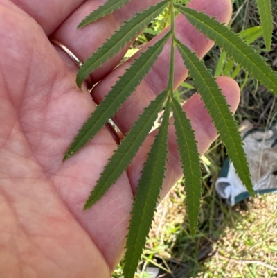 Tagetes minuta (Stinking Roger) at Kangaroo Valley, NSW - 13 Apr 2024 by lbradley