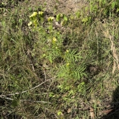 Tagetes minuta at Kangaroo Valley, NSW - suppressed
