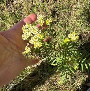 Tagetes minuta at Kangaroo Valley, NSW - suppressed