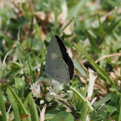 Candalides xanthospilos (Yellow-spotted Blue) at Long Beach, NSW - 28 Oct 2023 by RAllen