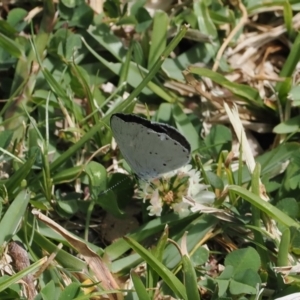 Candalides xanthospilos at Long Beach, NSW - 28 Oct 2023