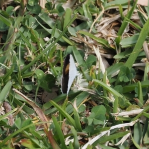 Candalides xanthospilos at Long Beach, NSW - 28 Oct 2023