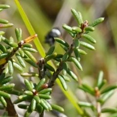 Calytrix tetragona (Common Fringe-myrtle) at Marulan, NSW - 8 Apr 2024 by RobG1