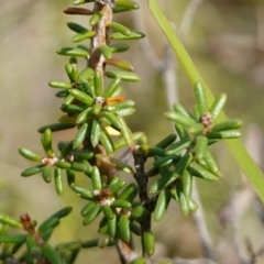 Calytrix tetragona at Marulan, NSW - suppressed