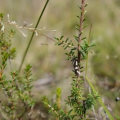 Calytrix tetragona at Marulan, NSW - suppressed