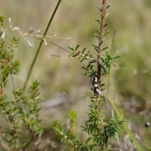 Calytrix tetragona at Marulan, NSW - suppressed