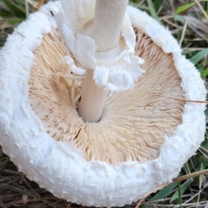 Macrolepiota dolichaula at Gundaroo, NSW - 12 Apr 2024