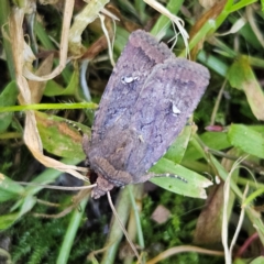 Proteuxoa bistrigula (An Owlet Moth) at Braidwood, NSW - 13 Apr 2024 by MatthewFrawley