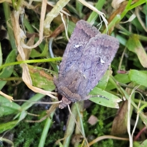 Proteuxoa bistrigula at QPRC LGA - 13 Apr 2024