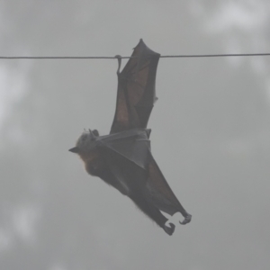 Pteropus poliocephalus at Hall, ACT - 13 Apr 2024