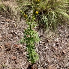 Bidens subalternans (Greater Beggars Ticks) at Woodstock Nature Reserve - 8 Apr 2024 by Rosie