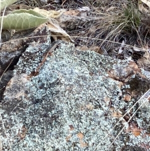 Ctenotus taeniolatus at Woodstock Nature Reserve - suppressed